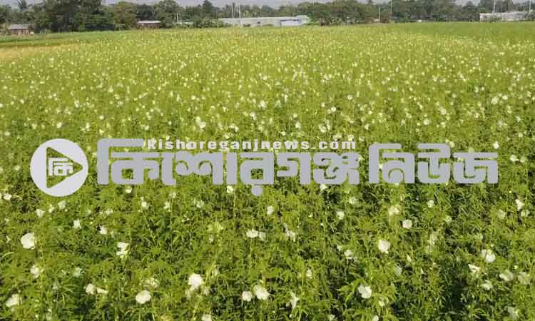 পাটবীজ উৎপাদনে চমক দেখালেন কৃষক আবু হানিফ